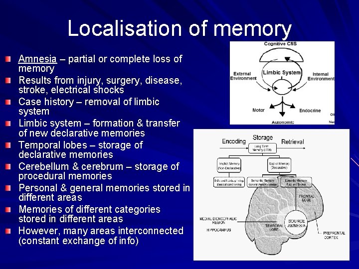 Localisation of memory Amnesia – partial or complete loss of memory Results from injury,