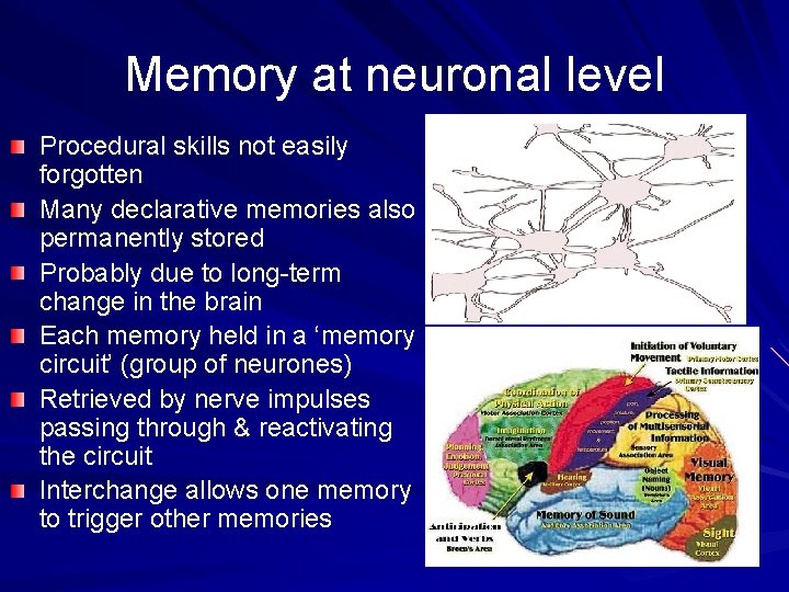 Memory at neuronal level Procedural skills not easily forgotten Many declarative memories also permanently