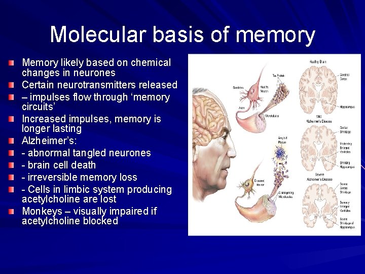 Molecular basis of memory Memory likely based on chemical changes in neurones Certain neurotransmitters
