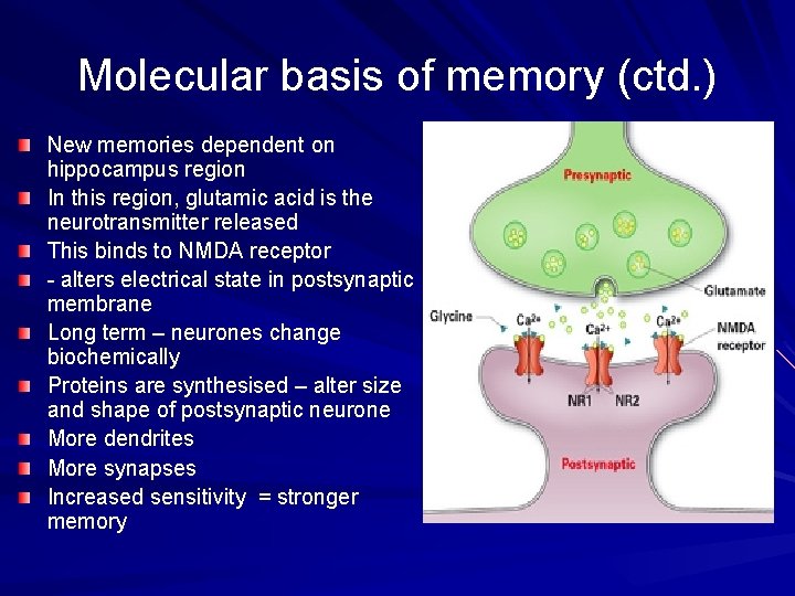 Molecular basis of memory (ctd. ) New memories dependent on hippocampus region In this