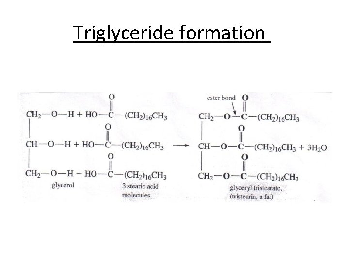 Triglyceride formation 