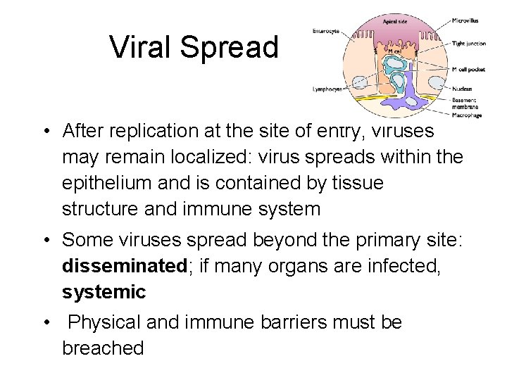 Viral Spread • After replication at the site of entry, viruses may remain localized: