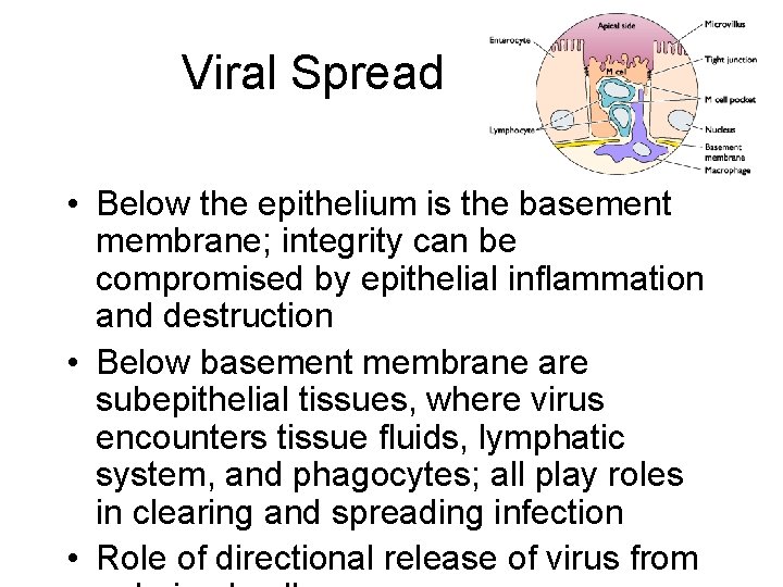 Viral Spread • Below the epithelium is the basement membrane; integrity can be compromised
