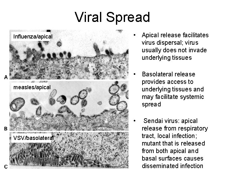 Viral Spread Influenza/apical measles/apical • Apical release facilitates virus dispersal; virus usually does not