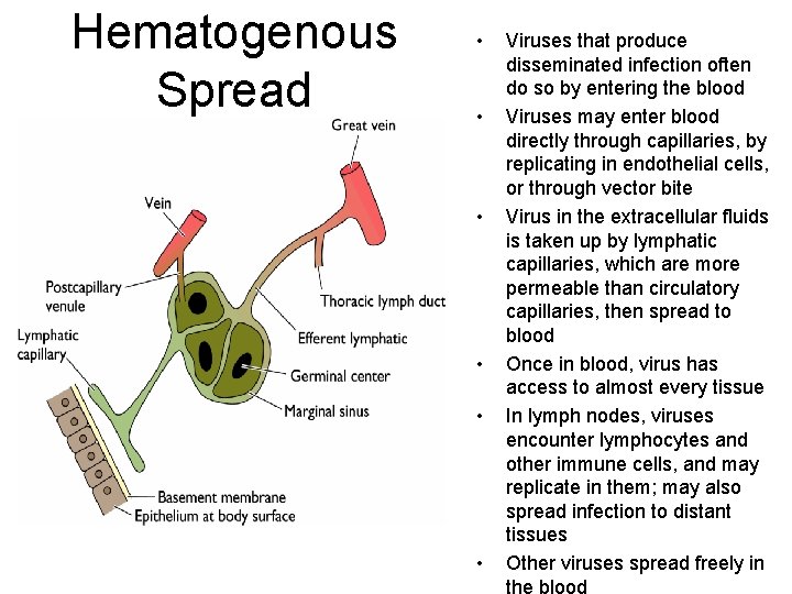 Hematogenous Spread • • • Viruses that produce disseminated infection often do so by