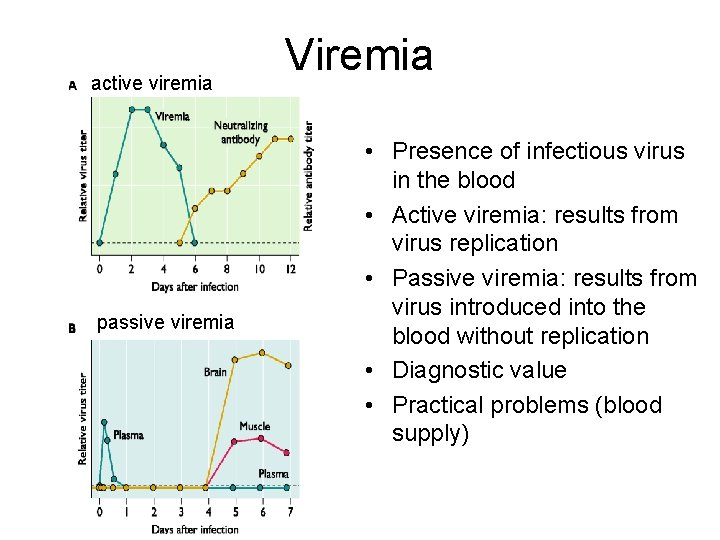 active viremia passive viremia Viremia • Presence of infectious virus in the blood •
