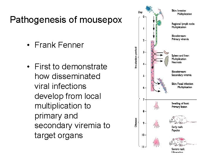 Pathogenesis of mousepox • Frank Fenner • First to demonstrate how disseminated viral infections