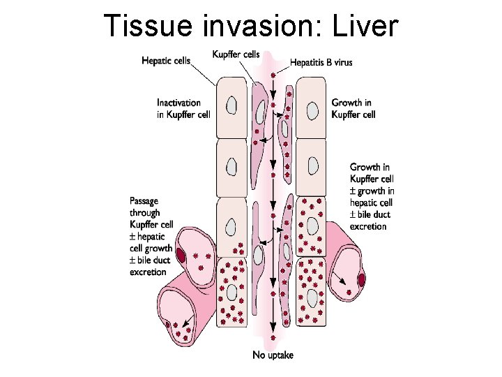 Tissue invasion: Liver 