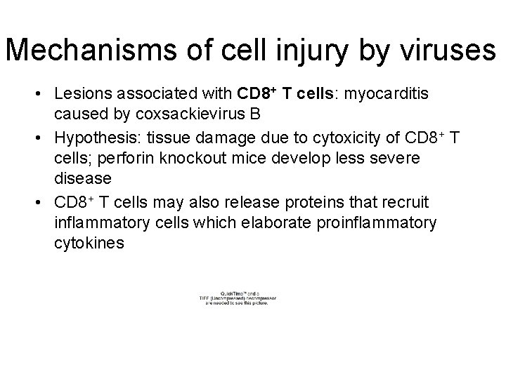 Mechanisms of cell injury by viruses • Lesions associated with CD 8+ T cells: