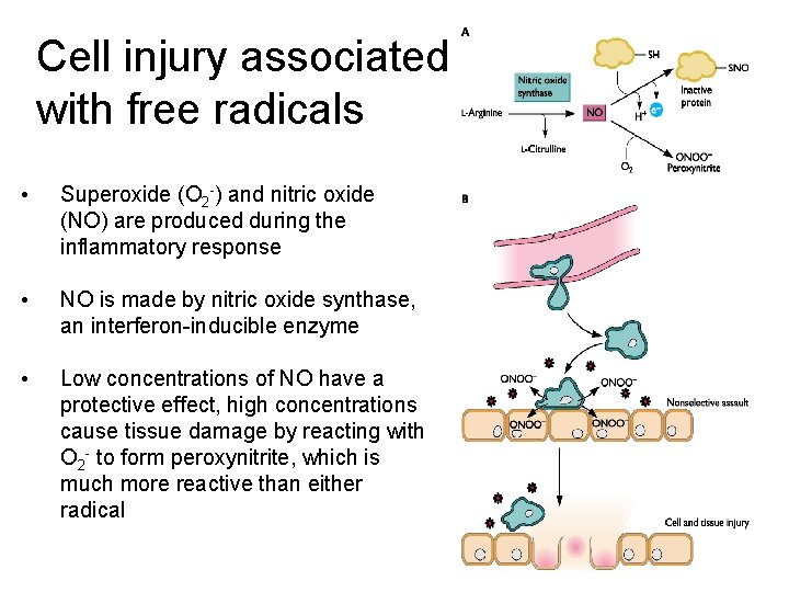 Cell injury associated with free radicals • Superoxide (O 2 -) and nitric oxide