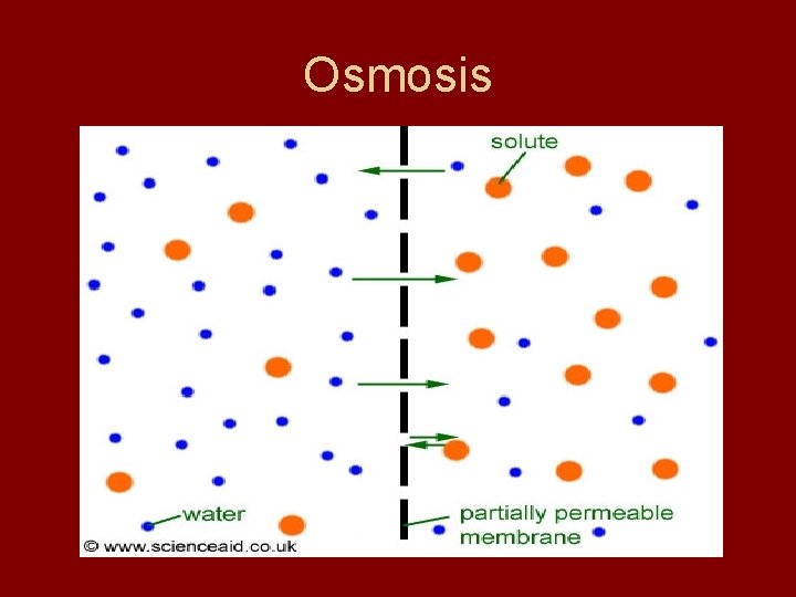 Osmosis 