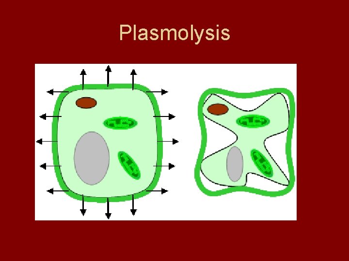 Plasmolysis 