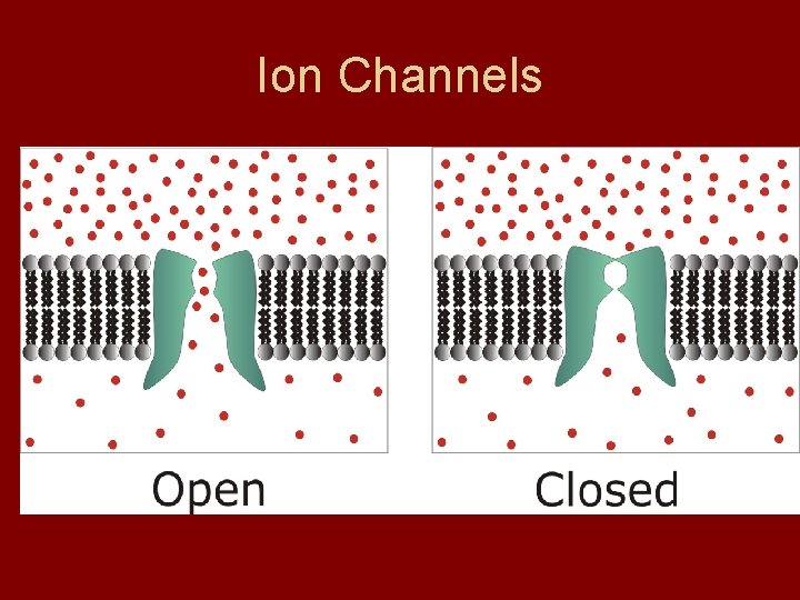 Ion Channels 