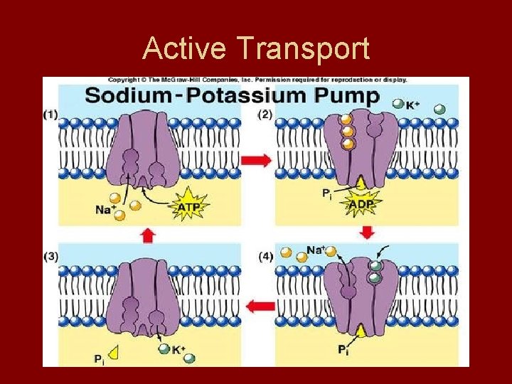 Active Transport 