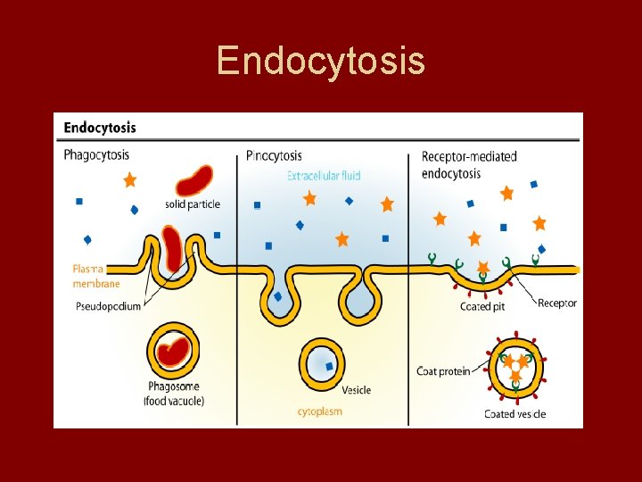 Endocytosis 
