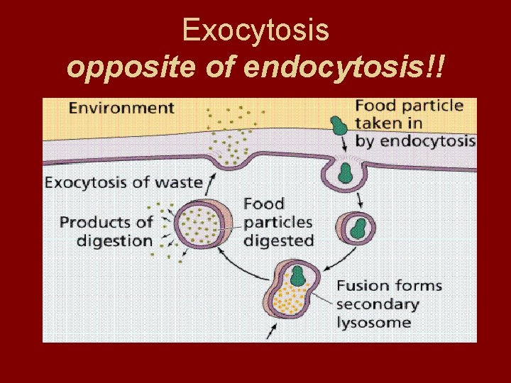 Exocytosis opposite of endocytosis!! 