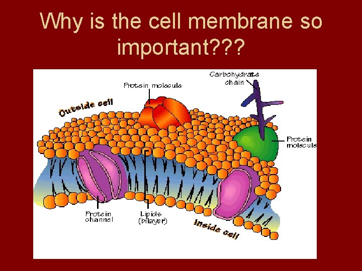 Why is the cell membrane so important? ? ? 