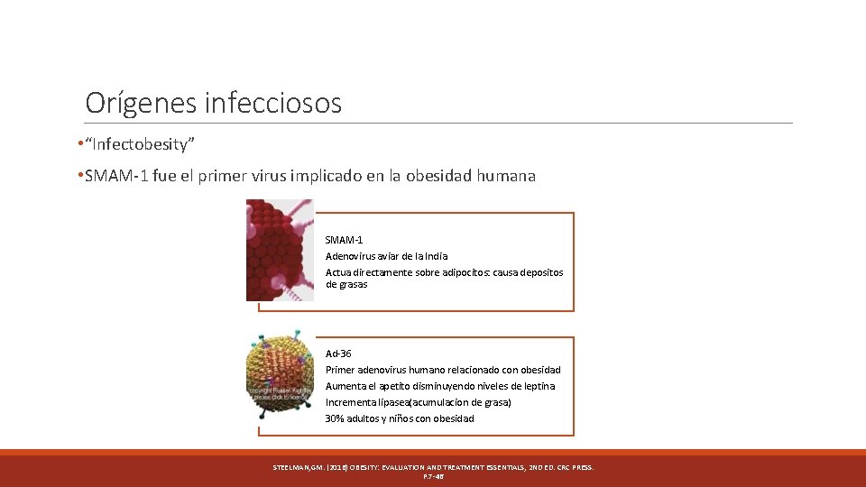 Orígenes infecciosos • “Infectobesity” • SMAM-1 fue el primer virus implicado en la obesidad