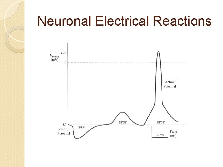 Neuronal Electrical Reactions 
