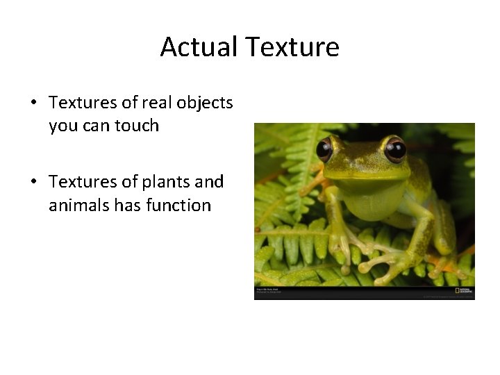 Actual Texture • Textures of real objects you can touch • Textures of plants