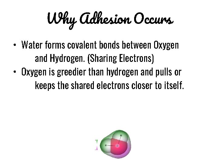 Why Adhesion Occurs • Water forms covalent bonds between Oxygen and Hydrogen. (Sharing Electrons)