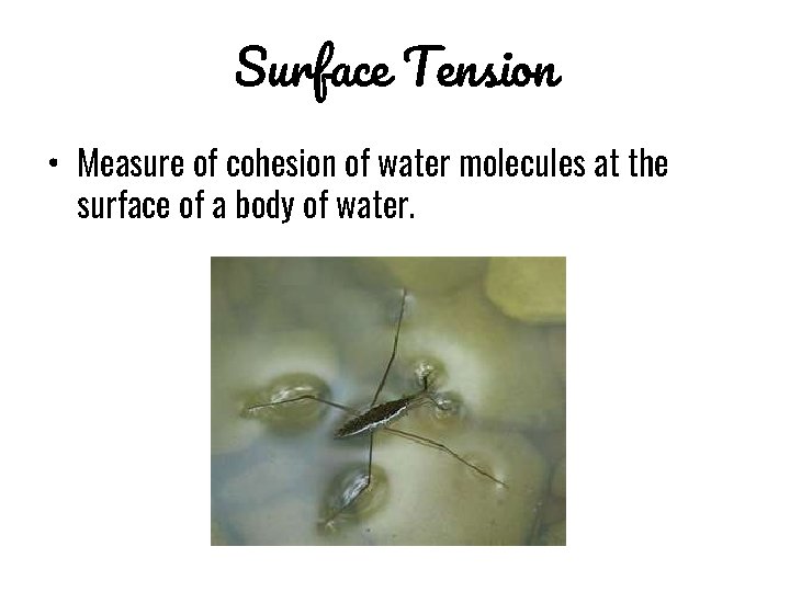 Surface Tension • Measure of cohesion of water molecules at the surface of a