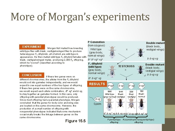 More of Morgan’s experiments P Generation (homozygous) EXPERIMENT Morgan first mated true-breeding x Wild