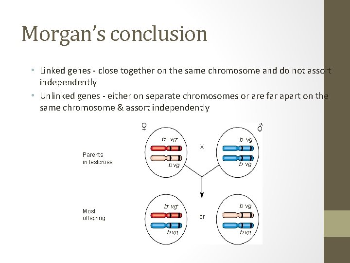 Morgan’s conclusion • Linked genes - close together on the same chromosome and do