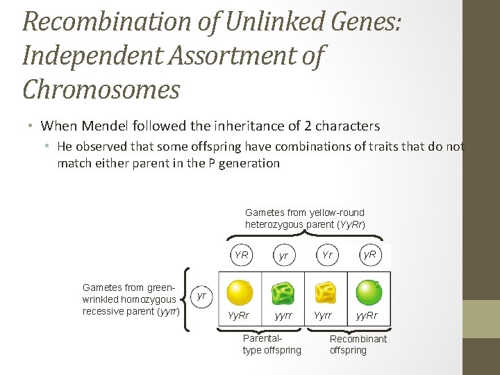 Recombination of Unlinked Genes: Independent Assortment of Chromosomes • When Mendel followed the inheritance