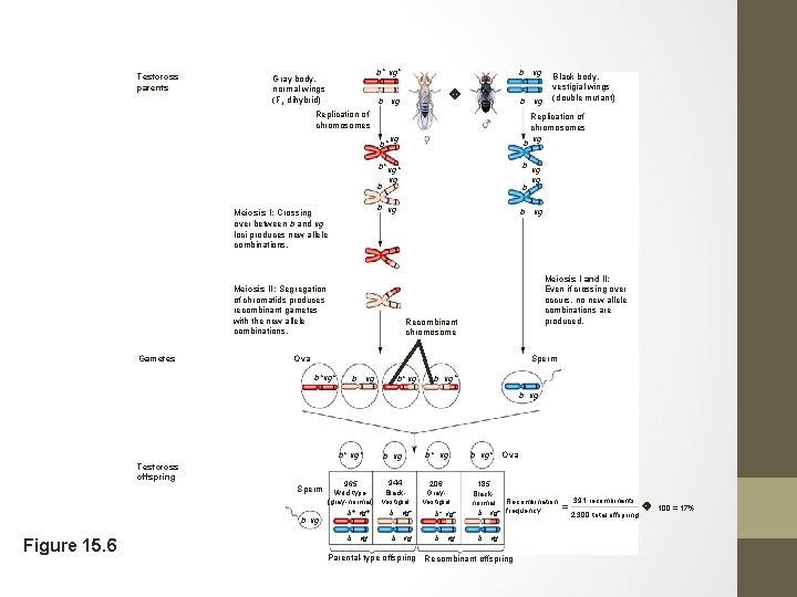 Testcross parents b+ vg+ Gray body, normal wings (F 1 dihybrid) b vg Replication