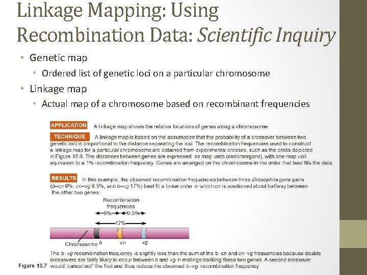 Linkage Mapping: Using Recombination Data: Scientific Inquiry • Genetic map • Ordered list of