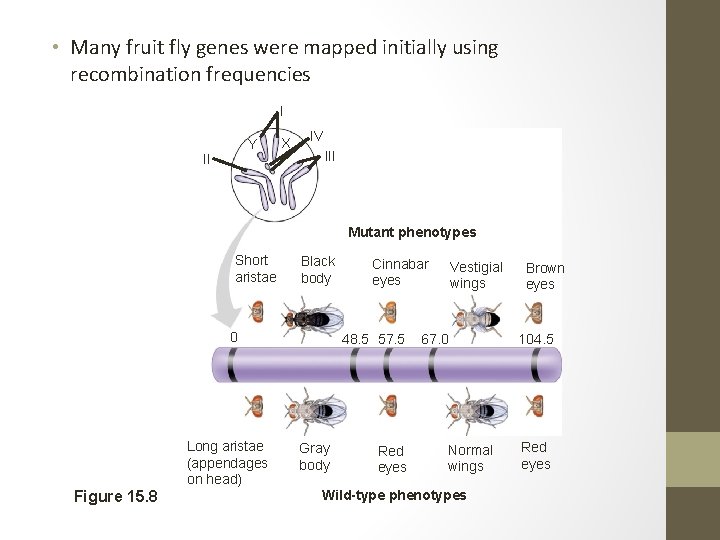  • Many fruit fly genes were mapped initially using recombination frequencies I Y