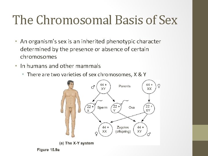 The Chromosomal Basis of Sex • An organism’s sex is an inherited phenotypic character