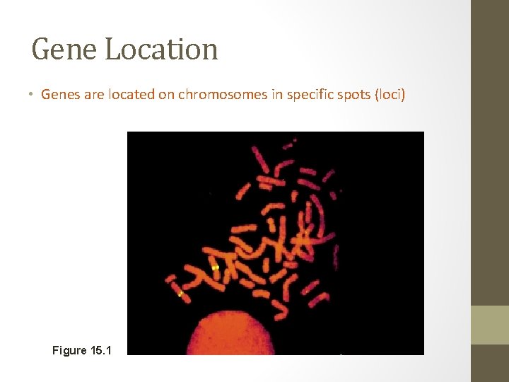 Gene Location • Genes are located on chromosomes in specific spots (loci) Figure 15.