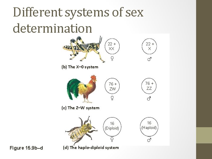 Different systems of sex determination 22 + XX 22 + X 76 + ZW