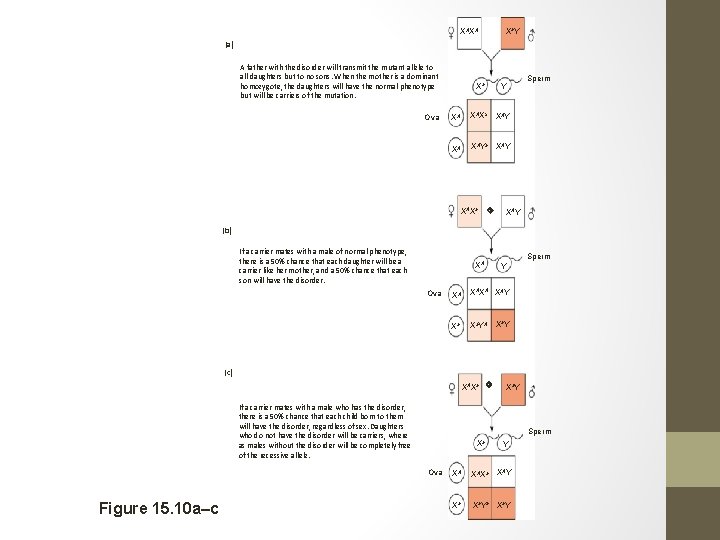 Xa. Y XAXA (a) A father with the disorder will transmit the mutant allele
