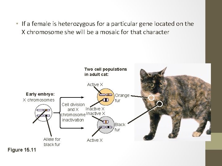  • If a female is heterozygous for a particular gene located on the