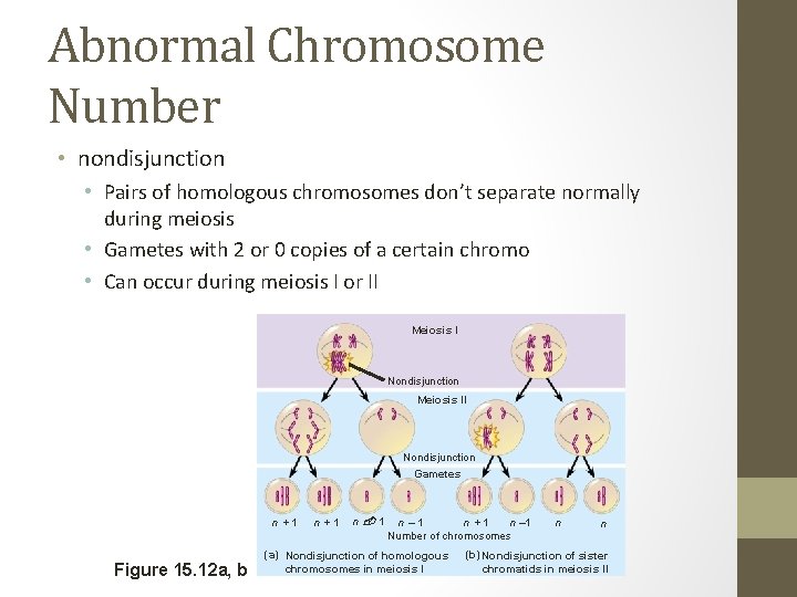 Abnormal Chromosome Number • nondisjunction • Pairs of homologous chromosomes don’t separate normally during