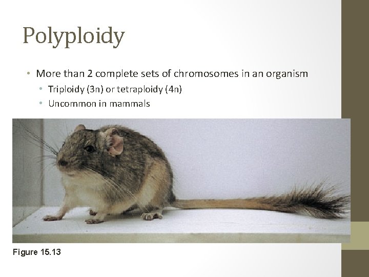 Polyploidy • More than 2 complete sets of chromosomes in an organism • Triploidy