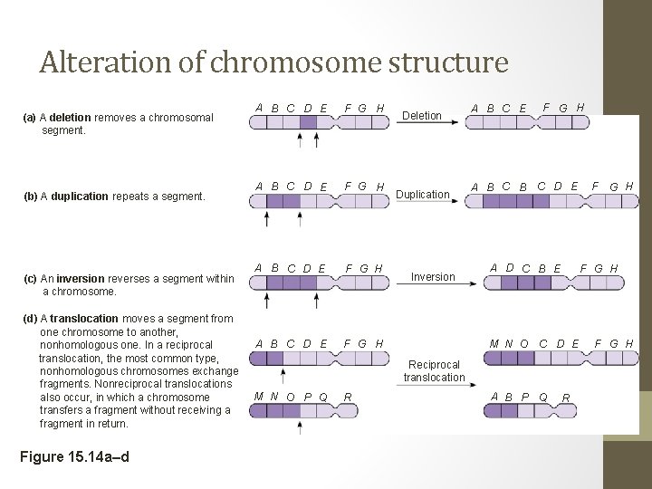 Alteration of chromosome structure (a) A deletion removes a chromosomal segment. (b) A duplication