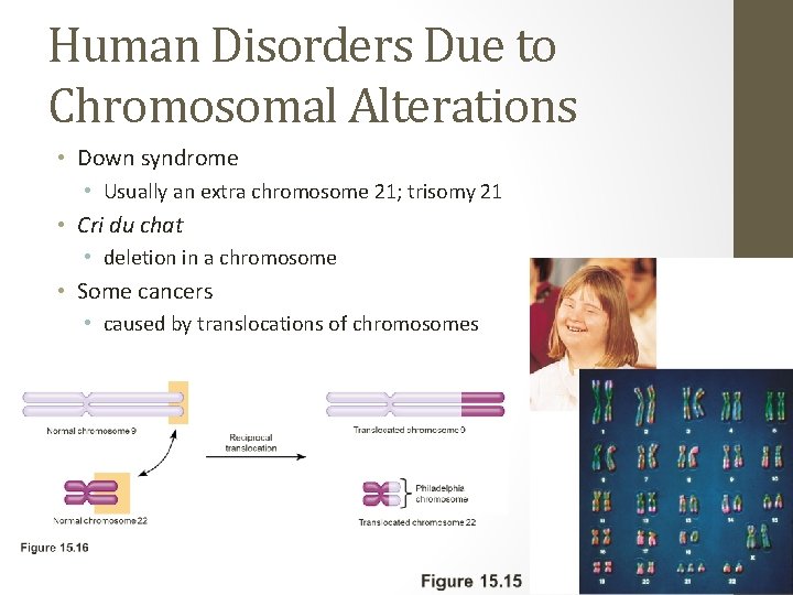 Human Disorders Due to Chromosomal Alterations • Down syndrome • Usually an extra chromosome