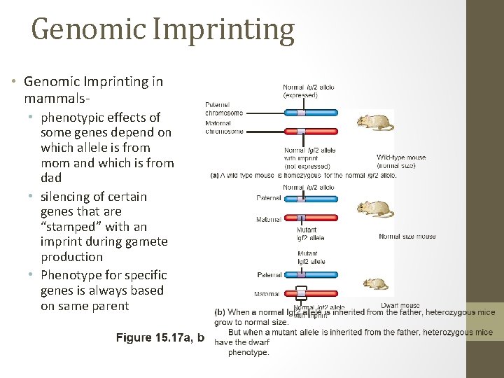 Genomic Imprinting • Genomic Imprinting in mammals • phenotypic effects of some genes depend