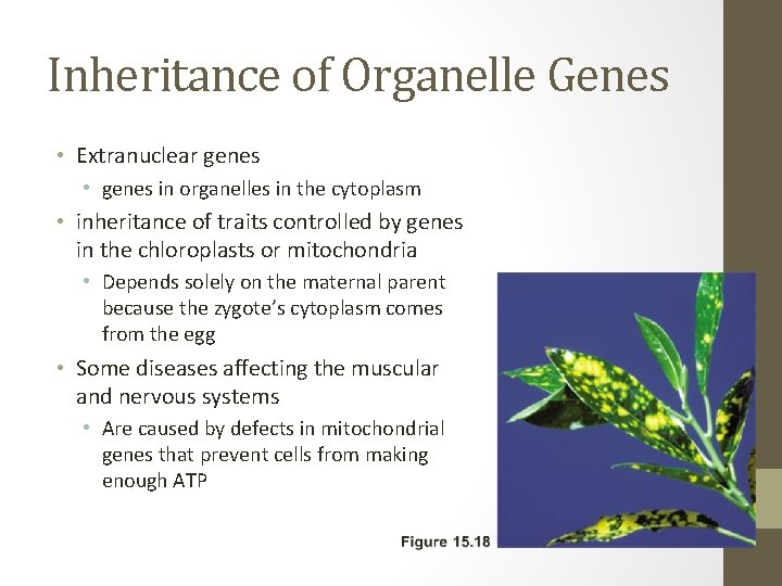 Inheritance of Organelle Genes • Extranuclear genes • genes in organelles in the cytoplasm