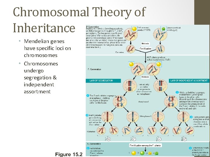 Chromosomal Theory of Inheritance • Mendelian genes have specific loci on chromosomes • Chromosomes