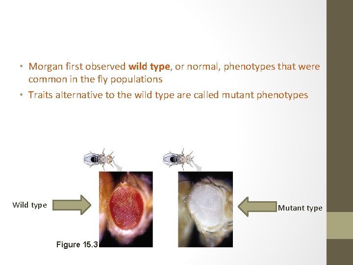  • Morgan first observed wild type, or normal, phenotypes that were common in
