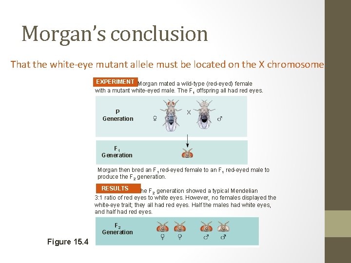 Morgan’s conclusion That the white-eye mutant allele must be located on the X chromosome