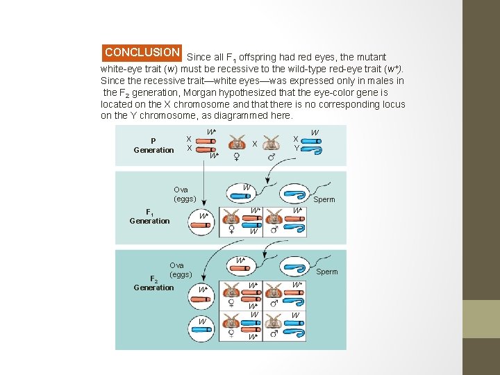 CONCLUSION Since all F offspring had red eyes, the mutant 1 white-eye trait (w)