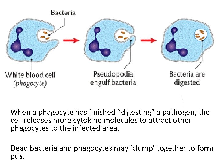 When a phagocyte has finished “digesting” a pathogen, the cell releases more cytokine molecules