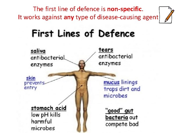 The first line of defence is non-specific. It works against any type of disease-causing