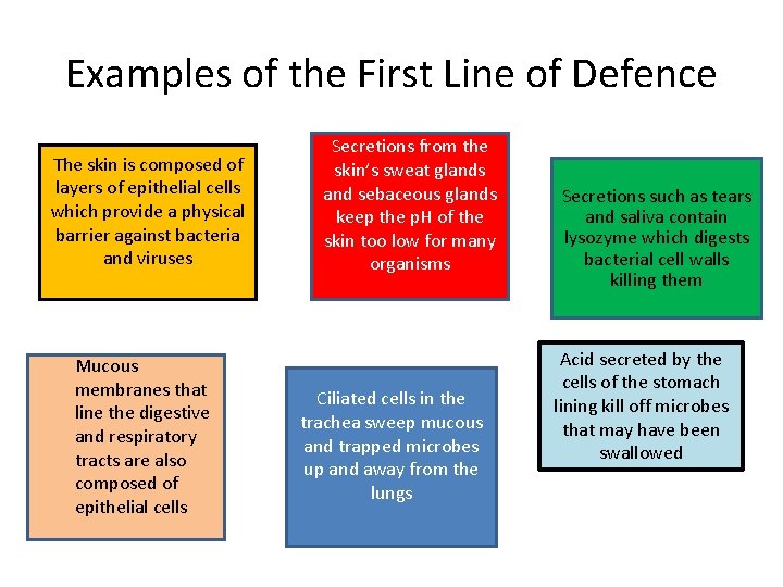 Examples of the First Line of Defence The skin is composed of layers of